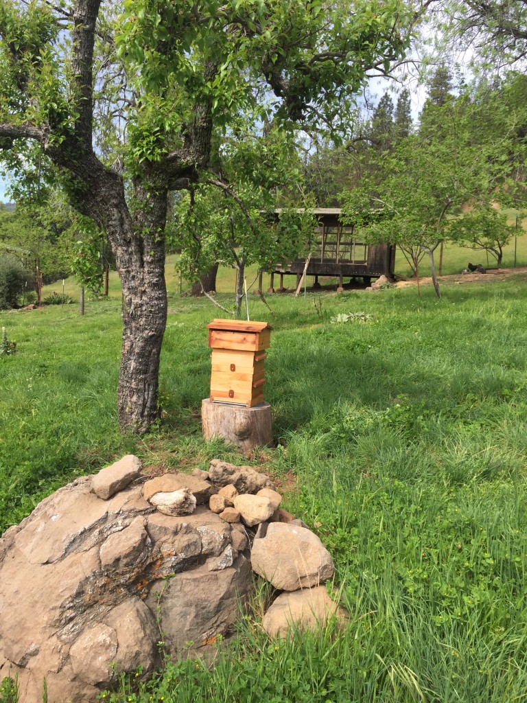 Re-modeled poultry palace in back ground.