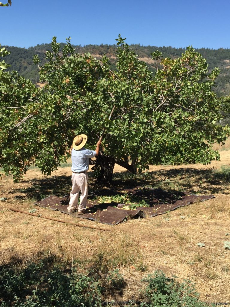 Juan & I used wooden poles and plastic canvas to knock the nuts off the tree.