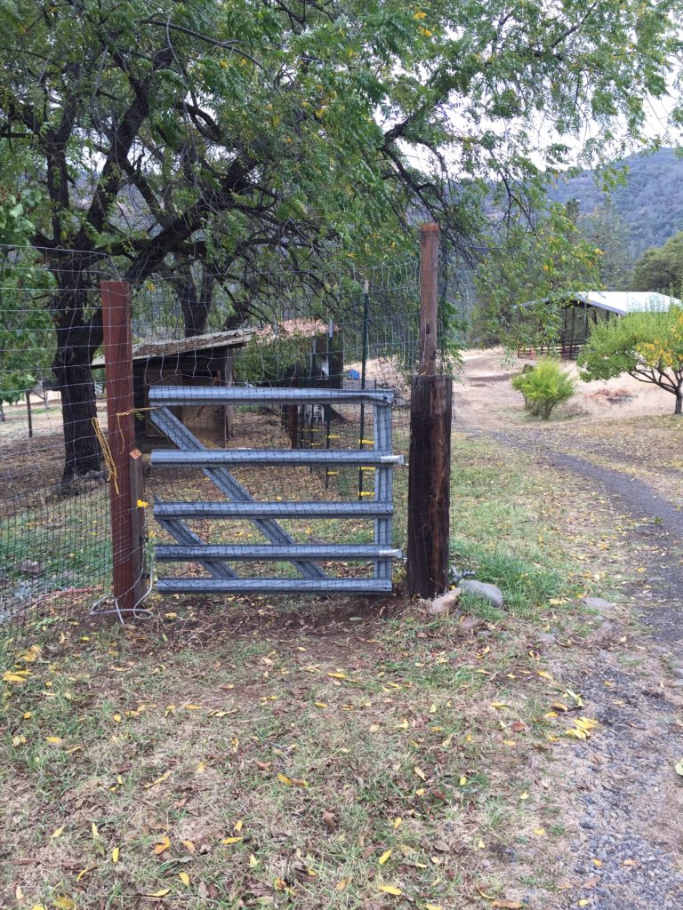 Gate To Chicken Coop