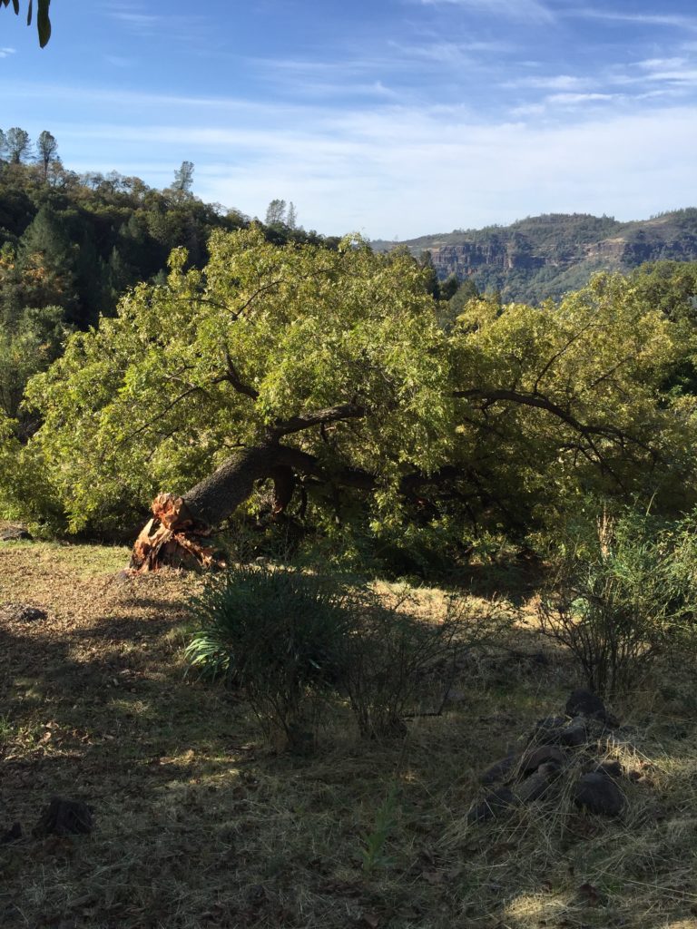 The leaning tree finally broke off.