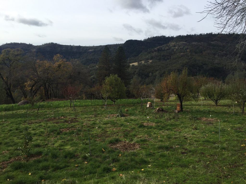 Cover Crop in lower portion of fenced orchard