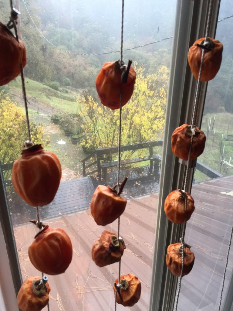 Making Hoshigaki at Canyon in casa grande upstairs window. 