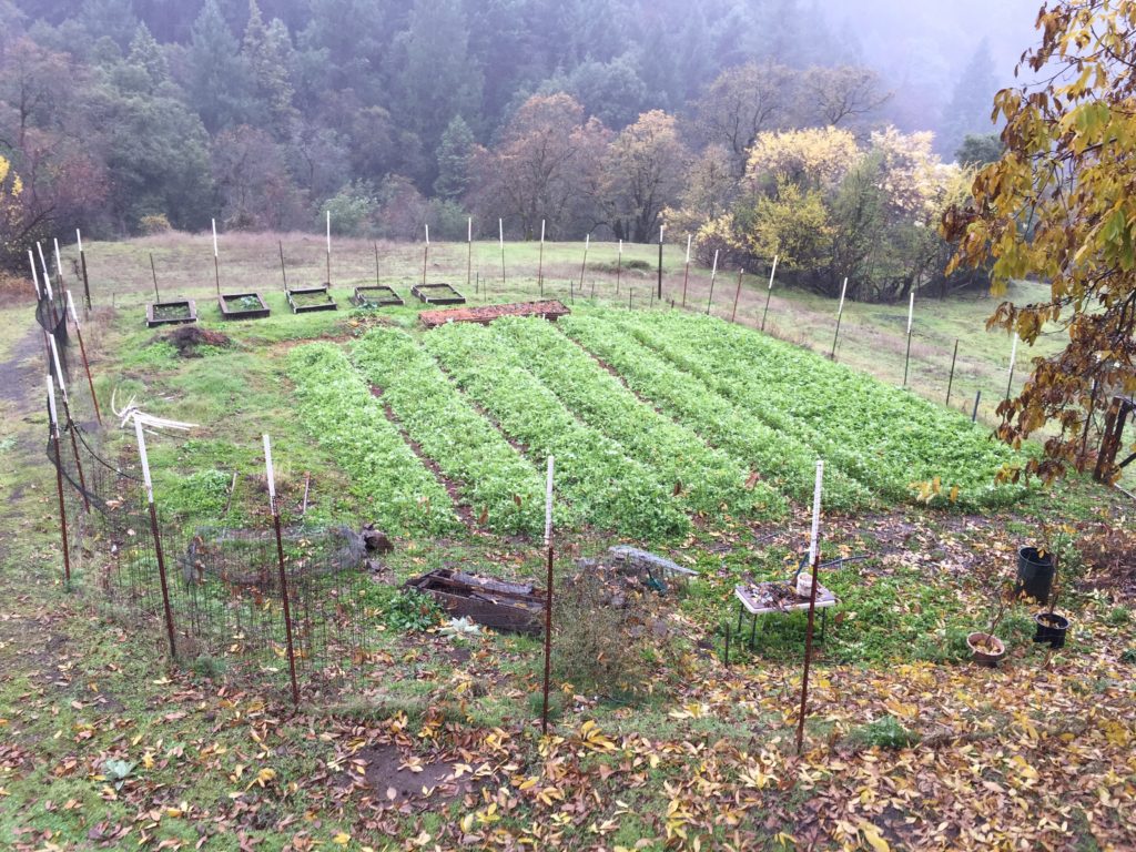 Took the easy route and just planted a cover crop in all beds. 